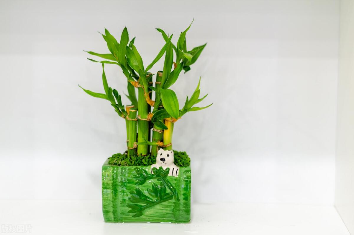 富贵竹容易得什么病虫害,养富贵竹为什么总是长虫