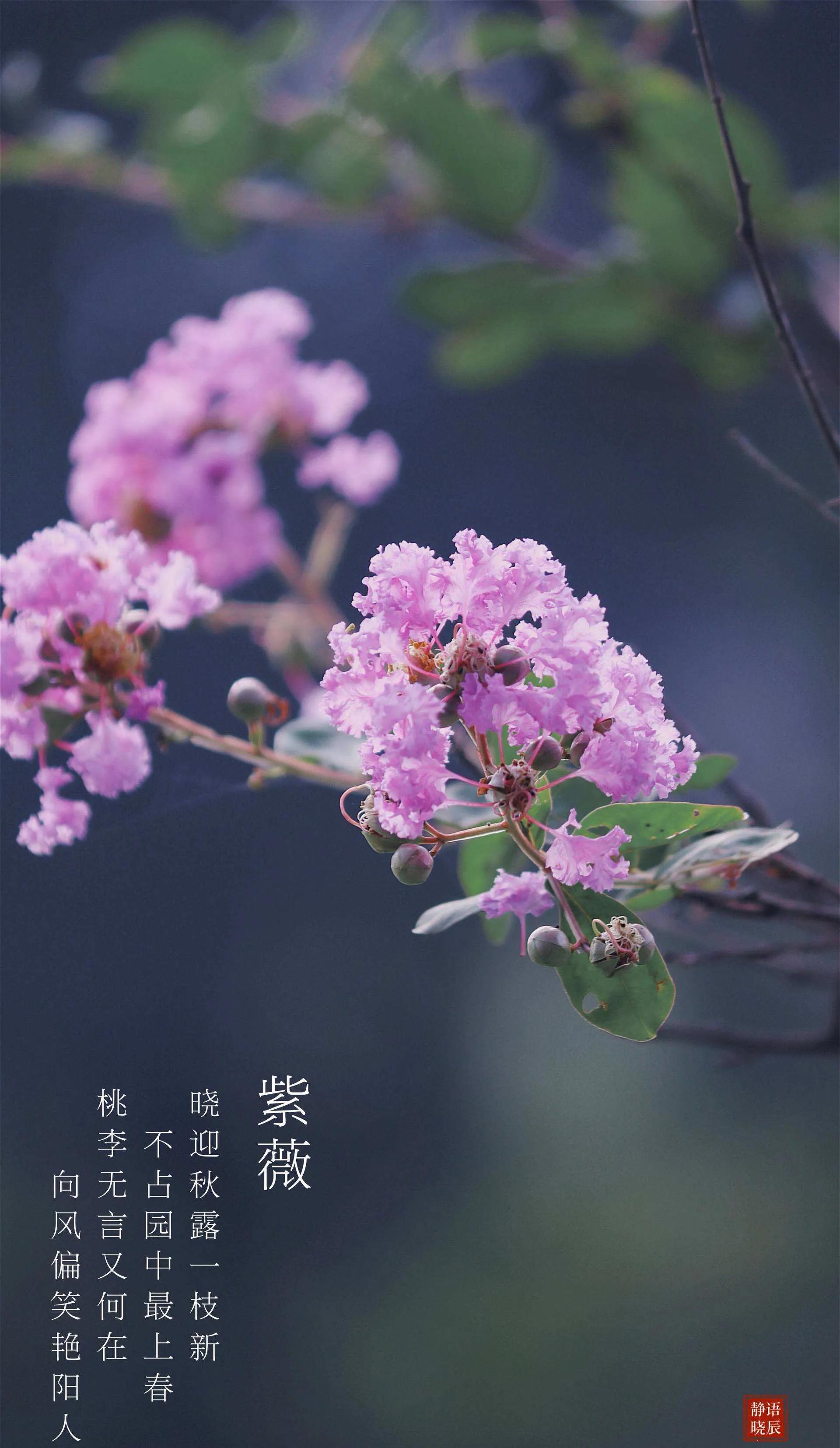 紫薇花壁纸高清全屏,唯美紫壁纸