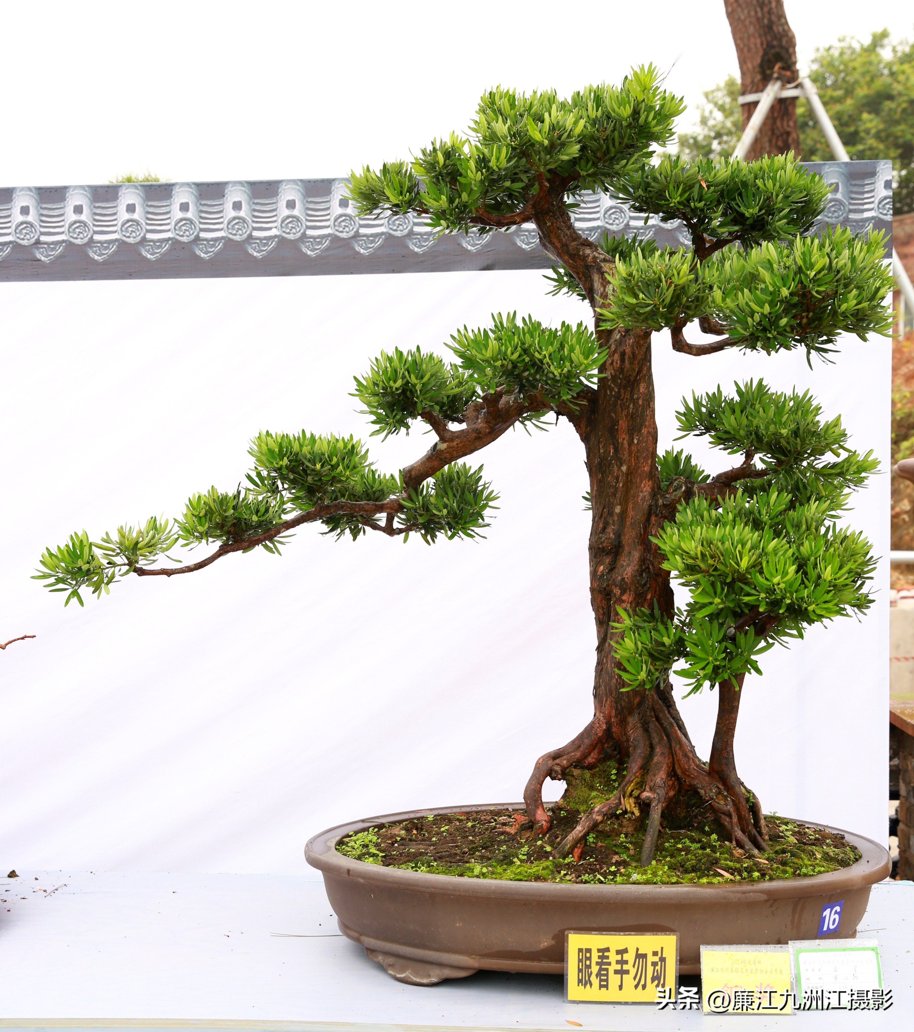 最高端的盆景展,一场惊艳的盆景展