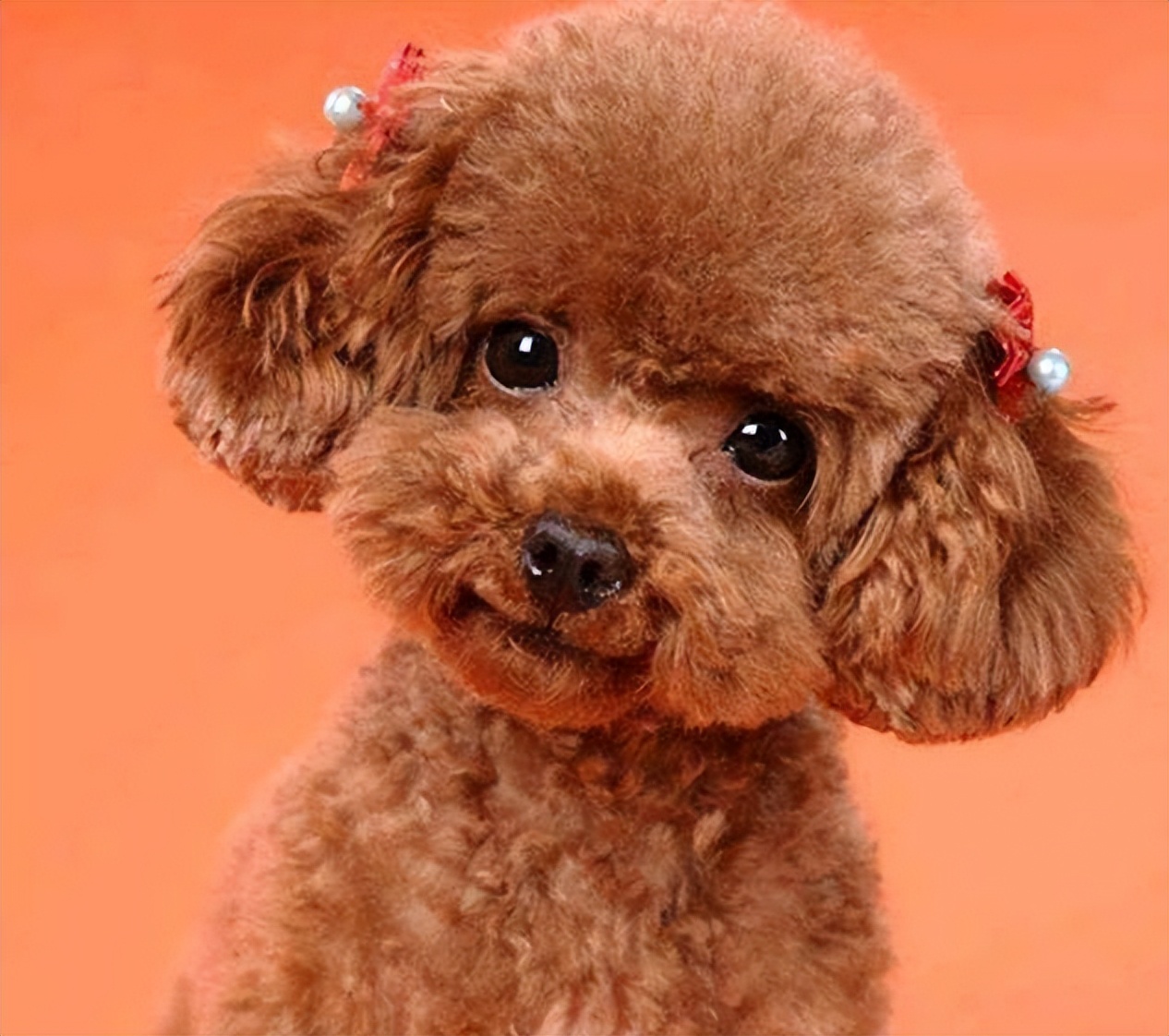 新手养狗选择哪种狗便宜又好,养狗新手推荐什么狗大型便宜好养