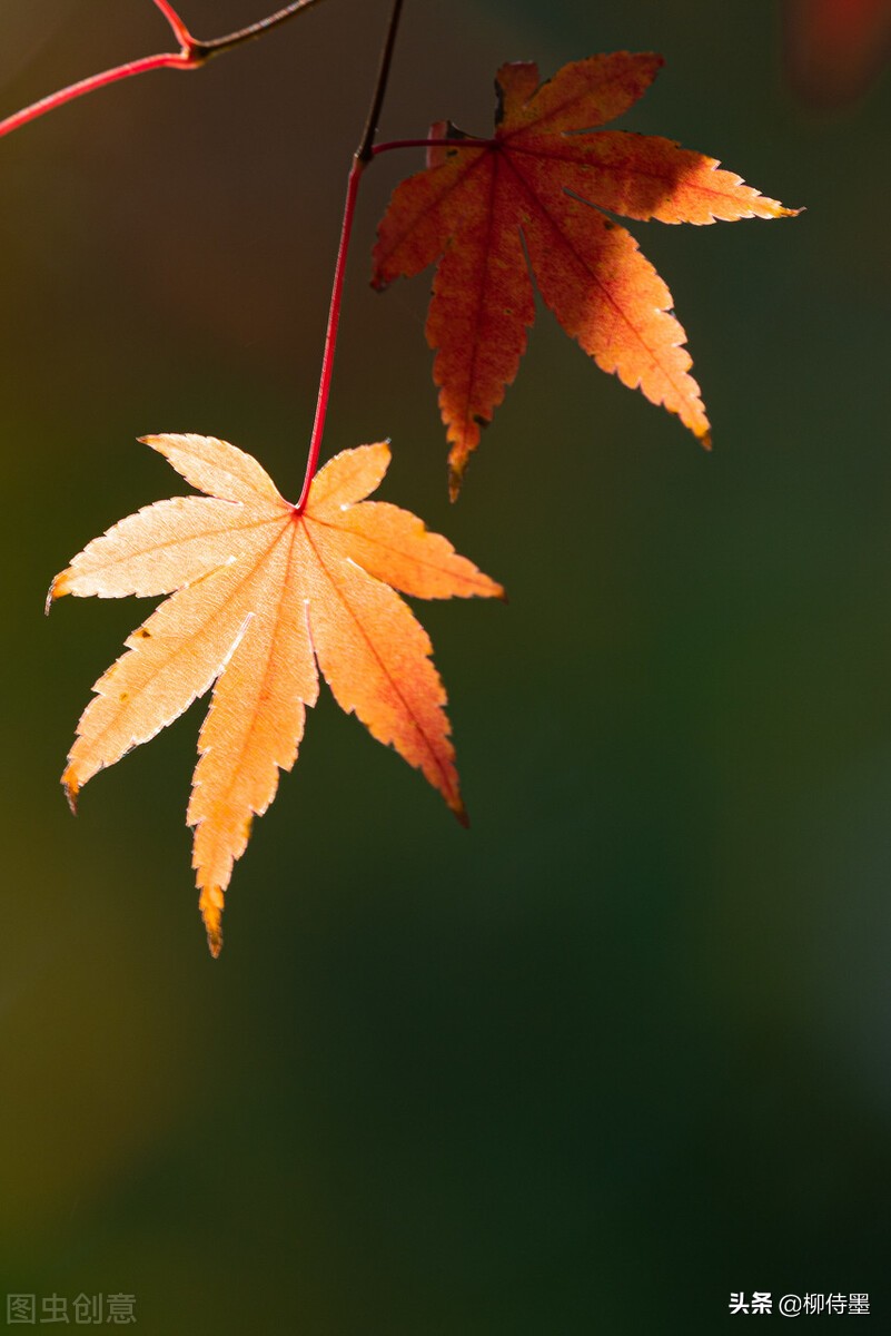 拍照不好看只要学会这些小技巧,摄影大师教你拍照技巧