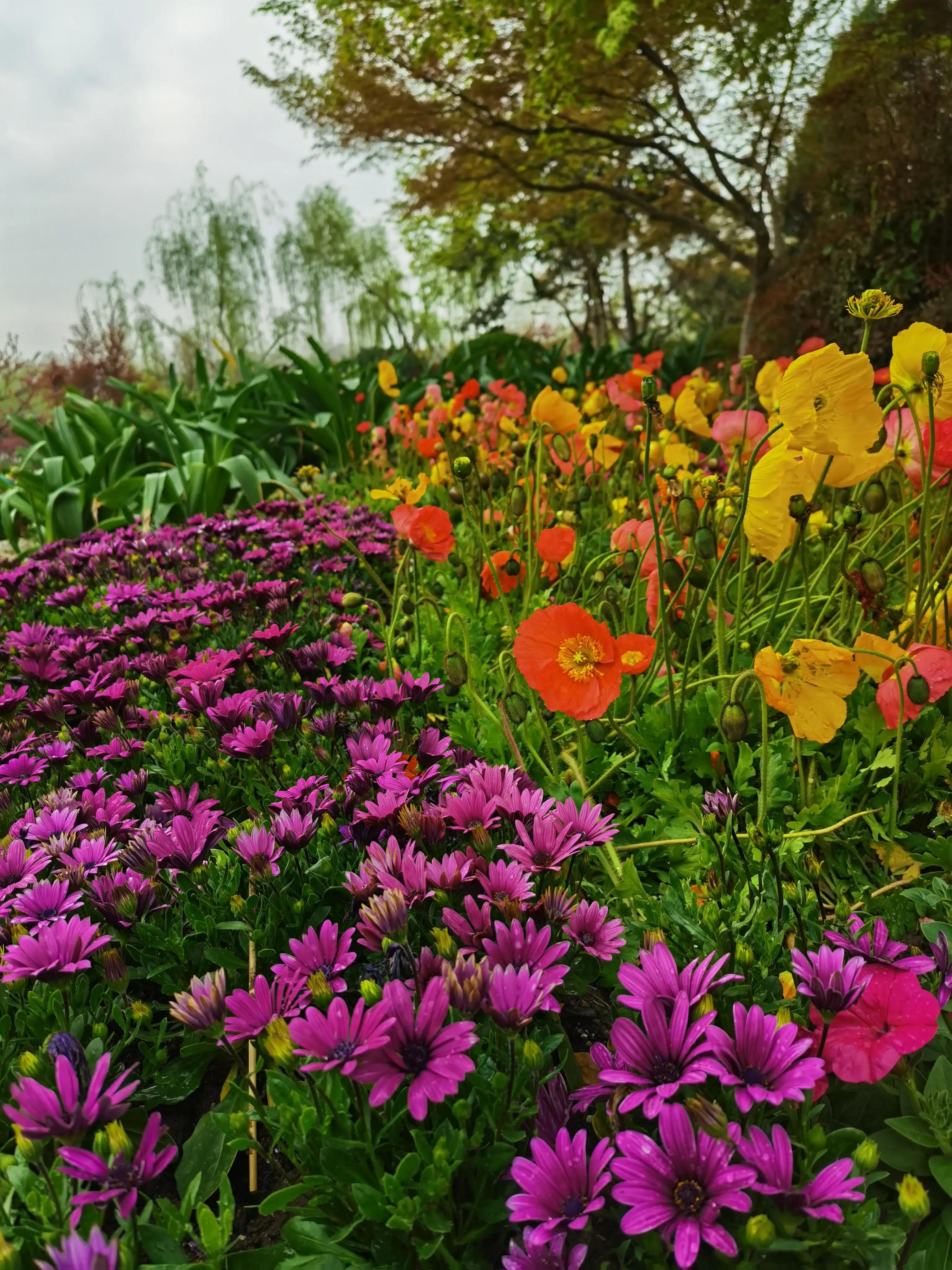 婴语奶声奶气,婴语声音视频
