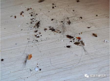 买什么样的蟑螂药效果比较好,如何选择蟑螂药呢