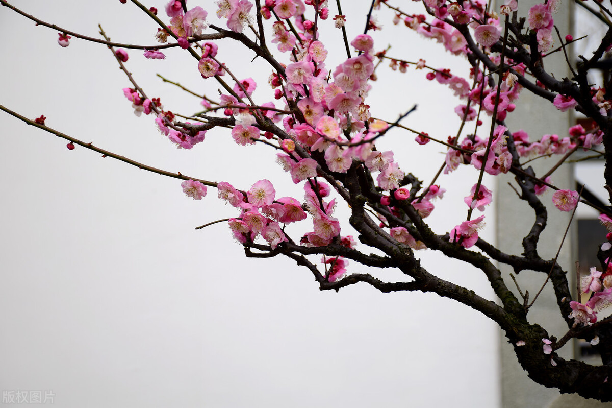 南昌赏梅好去处,南昌赏荷花的地方