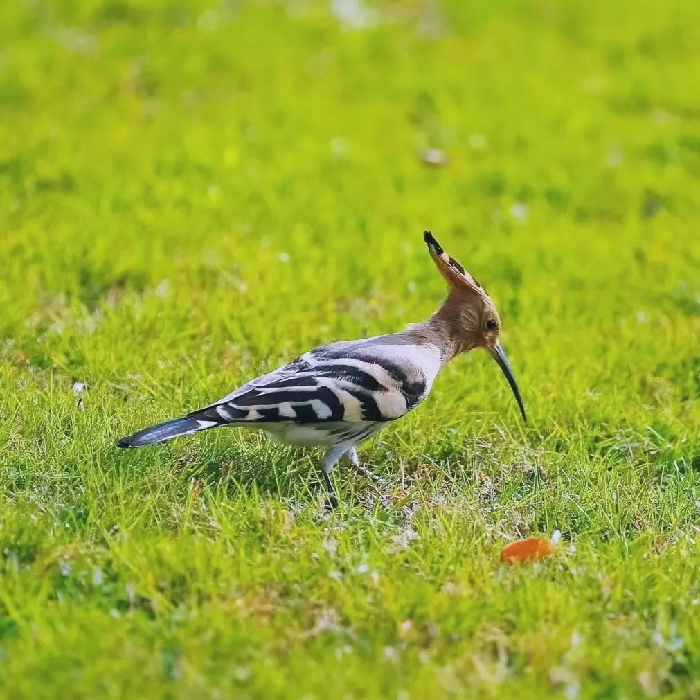 师大寻鸟记，这些小可爱，你都见过吗？