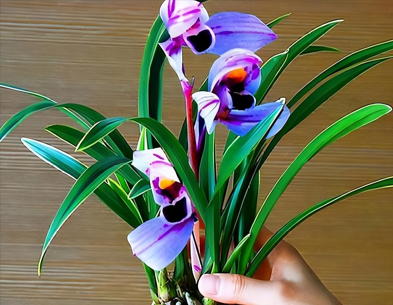 紫色的兰花四季兰,四季开花的紫月兰