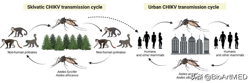 基孔肯雅热病毒是什么,基孔肯雅病毒要多久治好