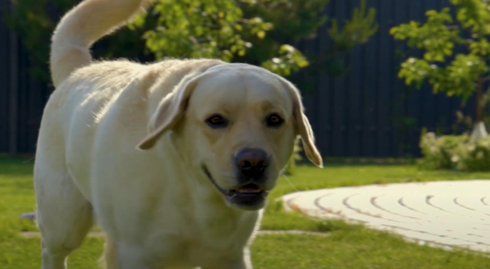 狗狗鼻子变干怎么办,狗狗鼻子湿润脱皮什么原因