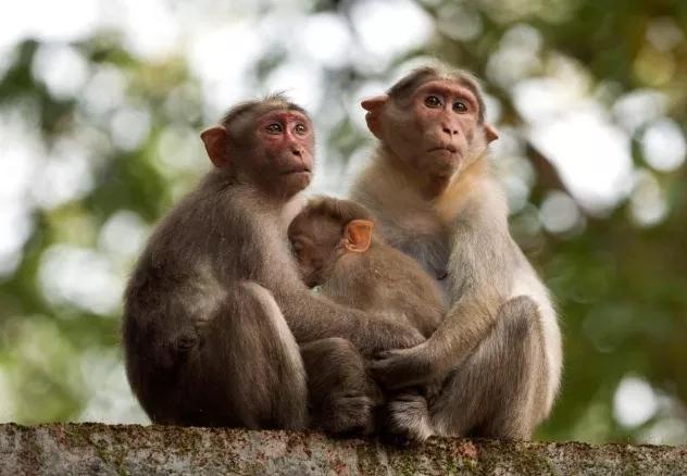 狗猴大战猴子惨败,藏獒猴子大战