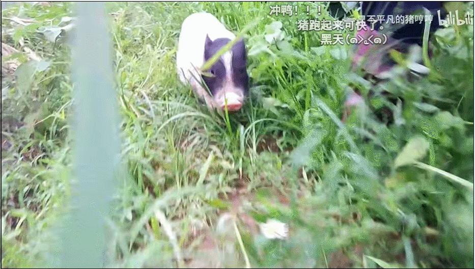 这对香港情侣过“穷酸”生活上瘾！废品做家具，引来144万人围观