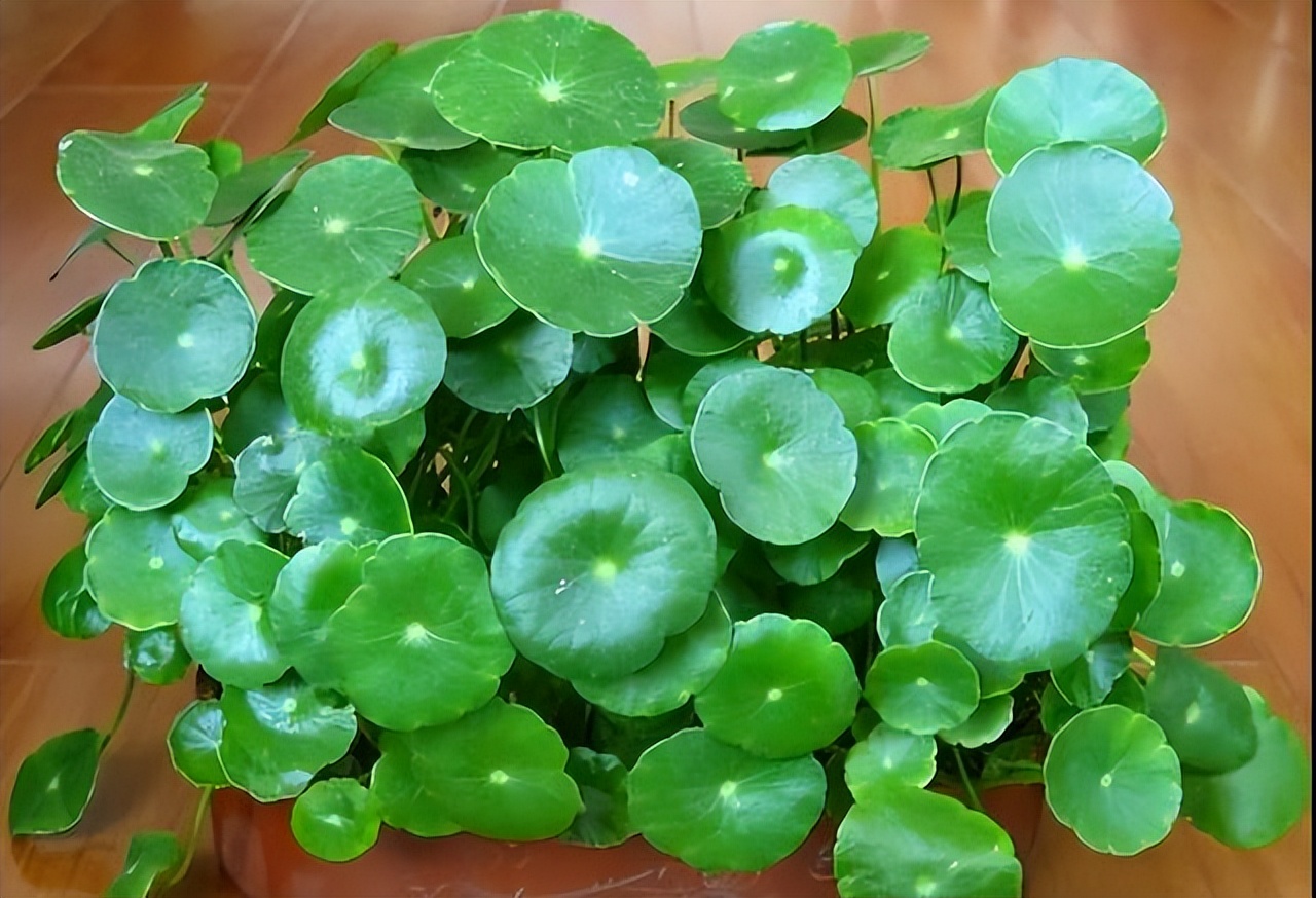 养花达人必备的44个养花绝技,8个实用的养花小技巧