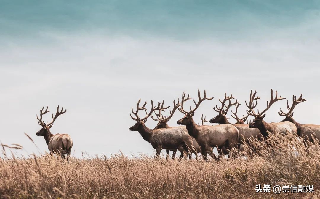 教你十种简单构图拍摄技巧,运用构图技巧拍摄短视频