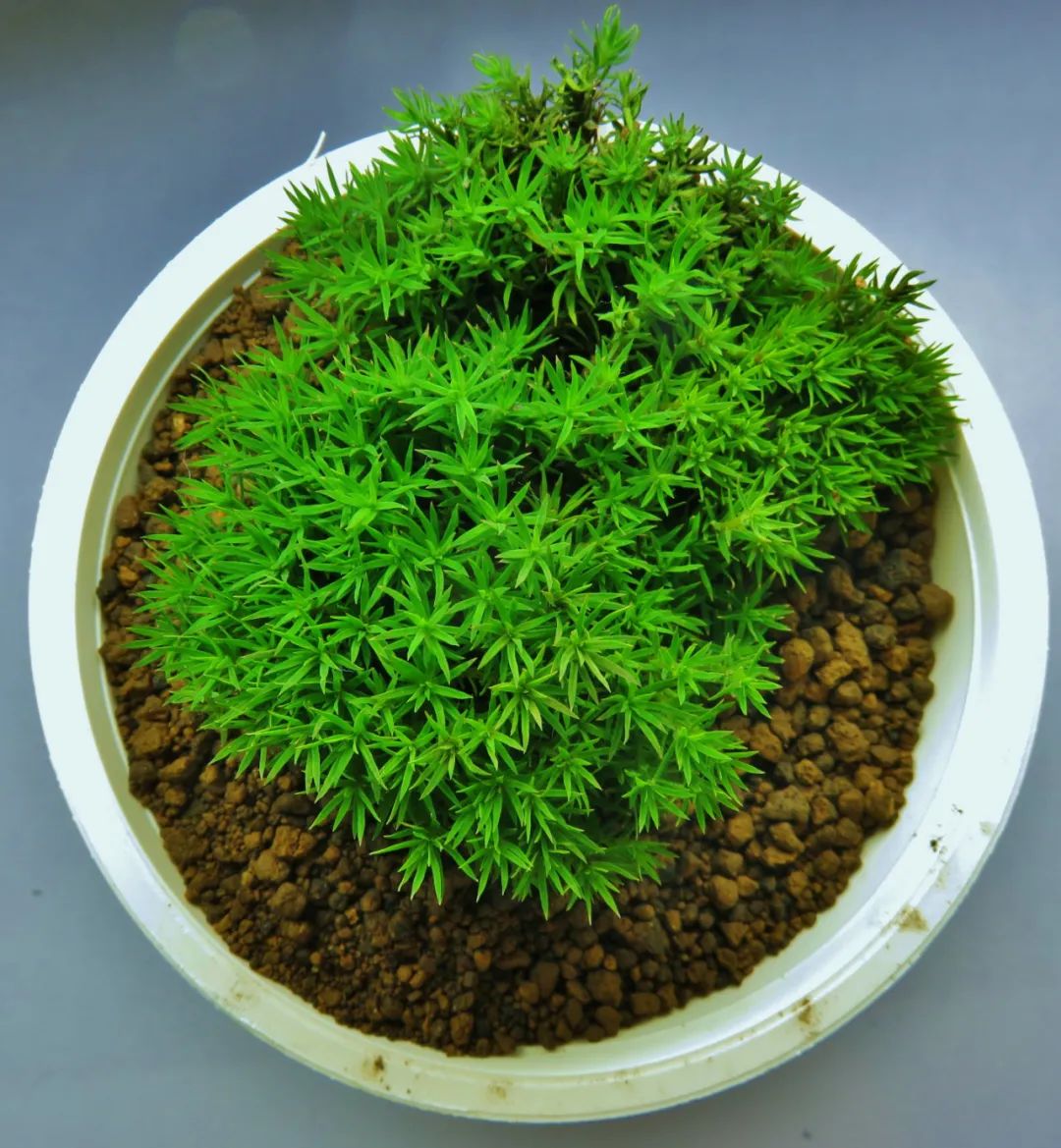 苔藓类盆栽植物怎么养,绿意苔藓