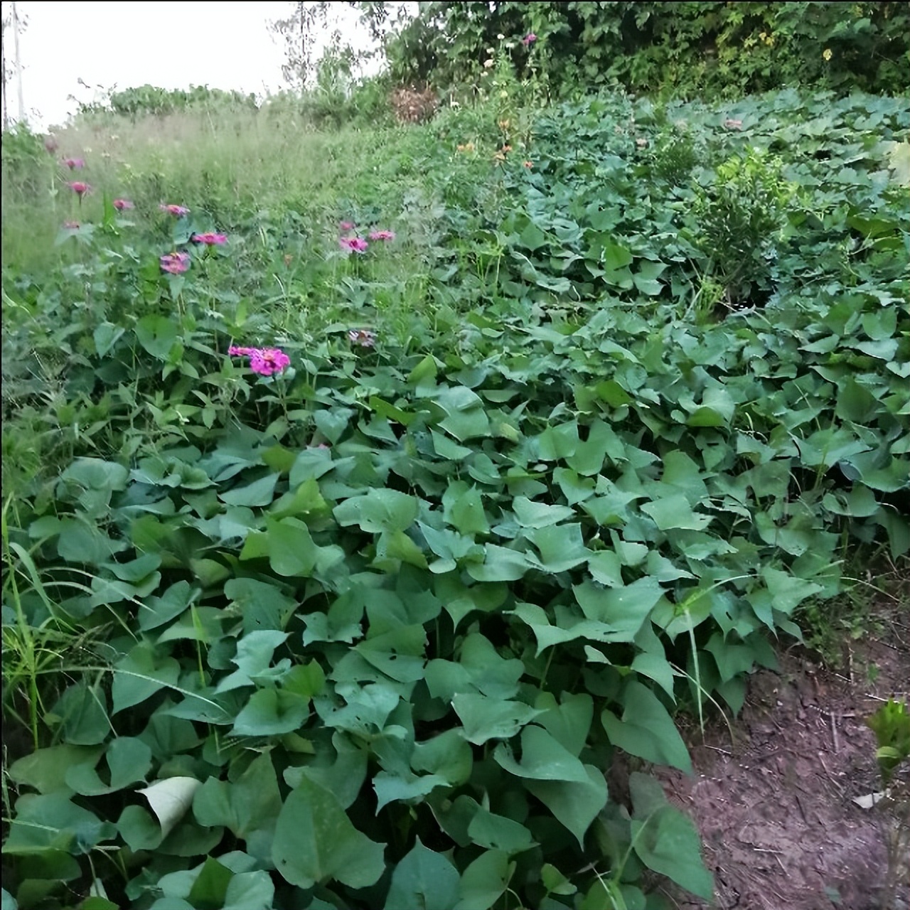 生态农业发展的现状及前景,生态农业发展的现状及前景例子