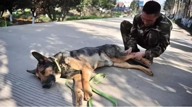 汶川地震67只搜救犬全部离世,汶川地震的67只搜救犬