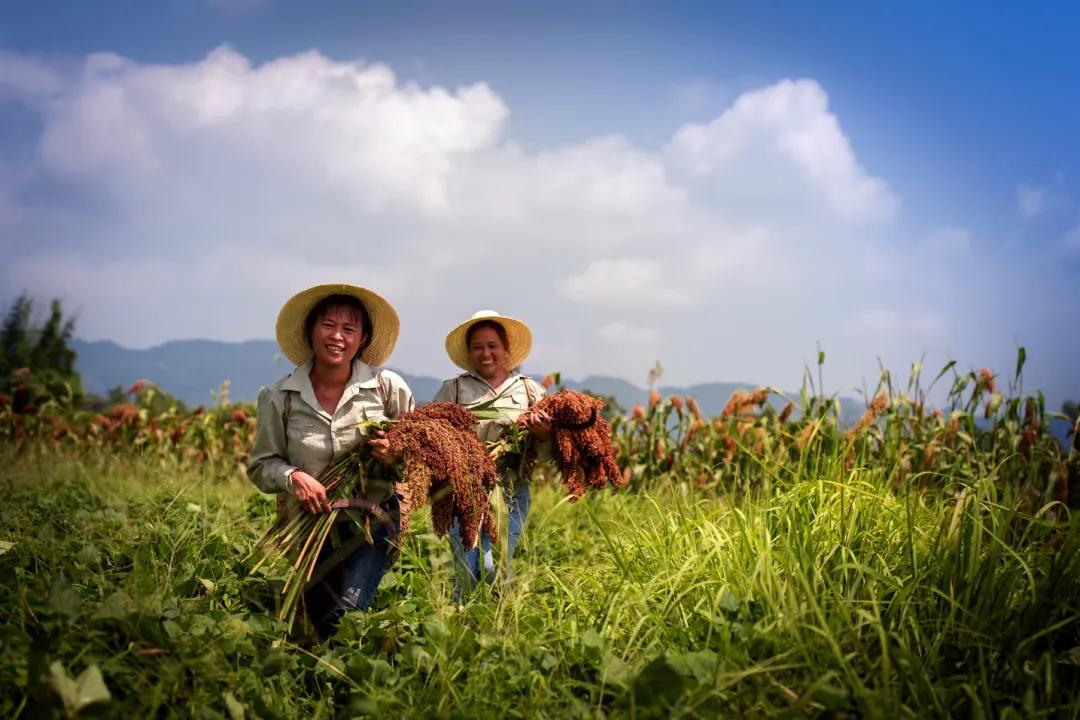 庆丰收迎盛会，首届古蔺高粱丰登节将于8月20日上午8点开幕