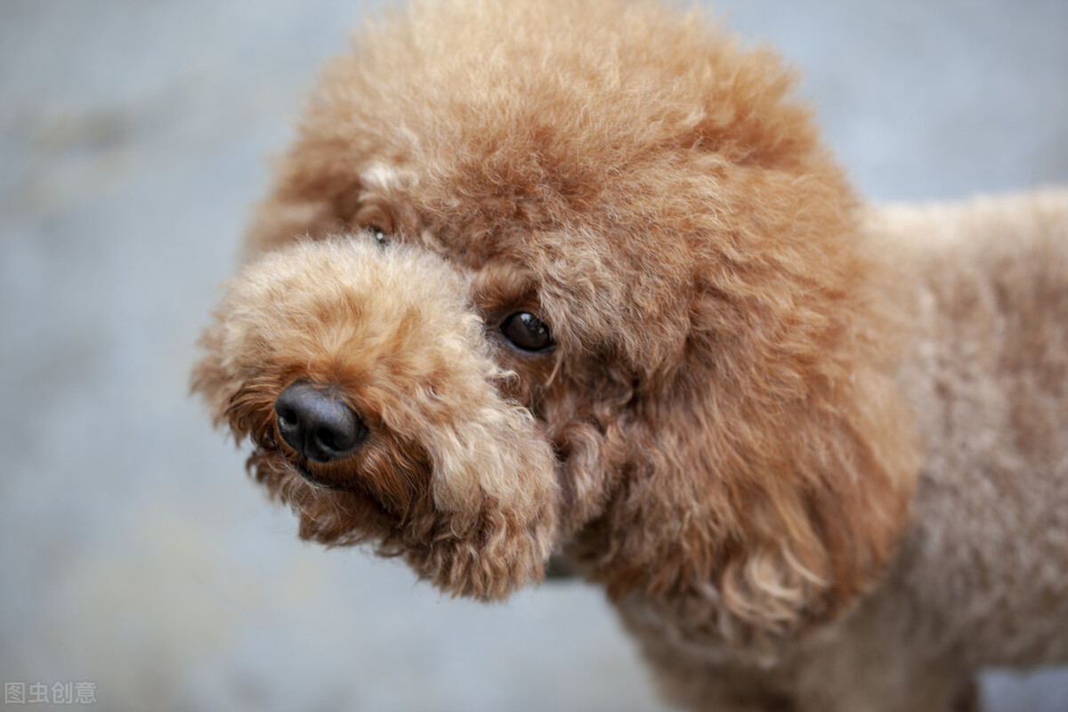 泰迪犬后腿突然不敢落地,泰迪犬后腿无力补什么合适
