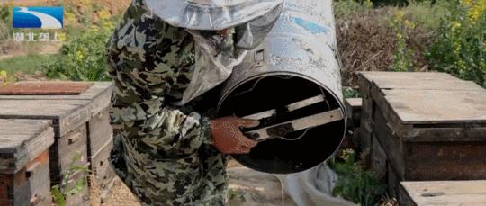 油菜花开飘香四溢,油菜花开花香四溢文案