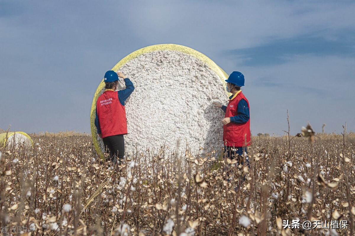 *疆新**棉花的发展现状与质量提升的对策