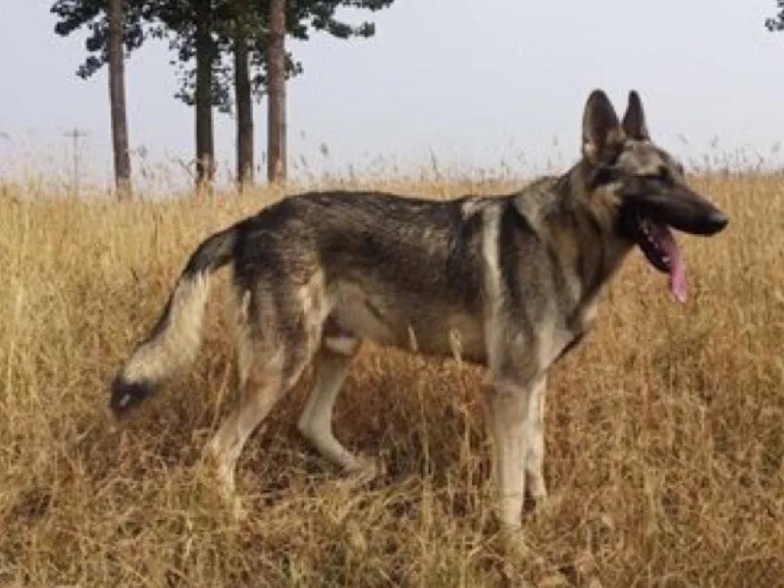 狼青犬起名字,狼青犬昆明犬