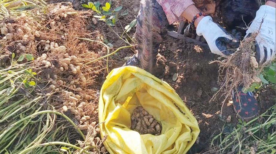 水煮花生放盐多了怎么办,水煮花生需要放盐么