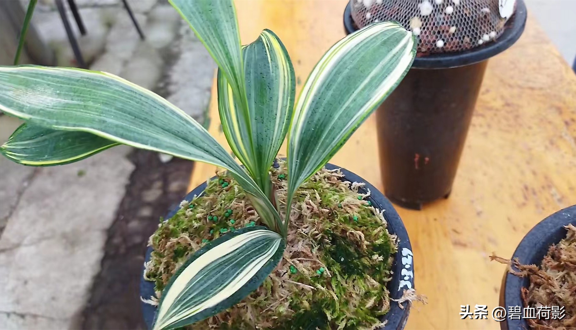 98年，男子88元购入一棵兰花，2023年他靠此花暴富，兰友：有眼光