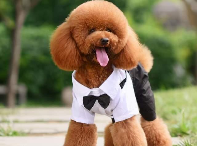 新手养什么狗最好养又听话又干净,新手最适合养的狗是什么狗