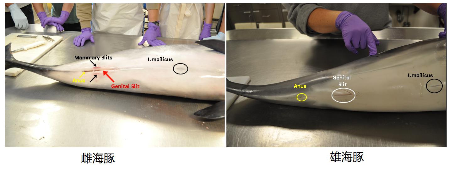 海豚怎么交配？科学家：它们极具侵略性！生殖器某处与人类很相似