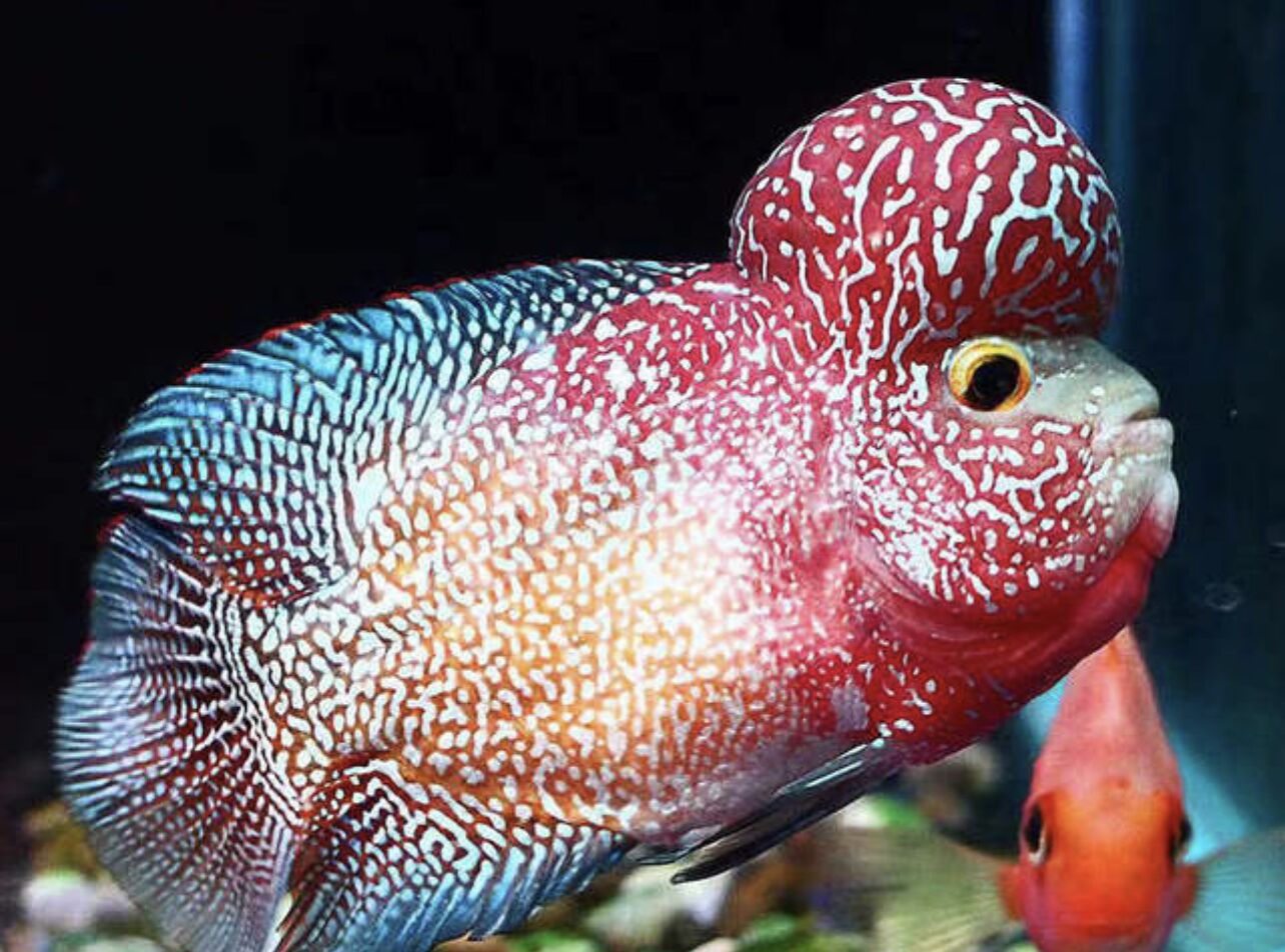 珍珠罗汉鱼饲养环境,泰金罗汉鱼怎样饲养