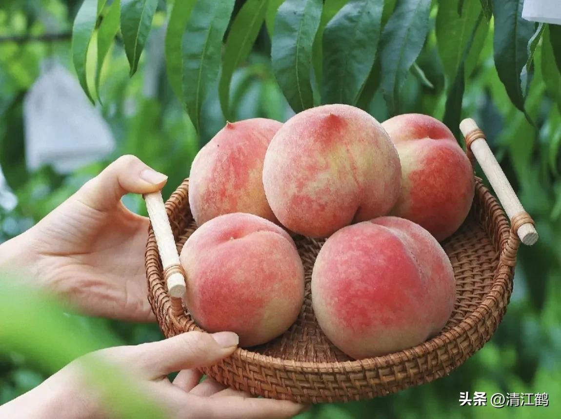 冬桃裂果是什么原因,冬桃烂心咋回事