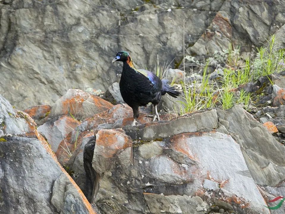 西昌市市鸟,西昌市鸟是哪种