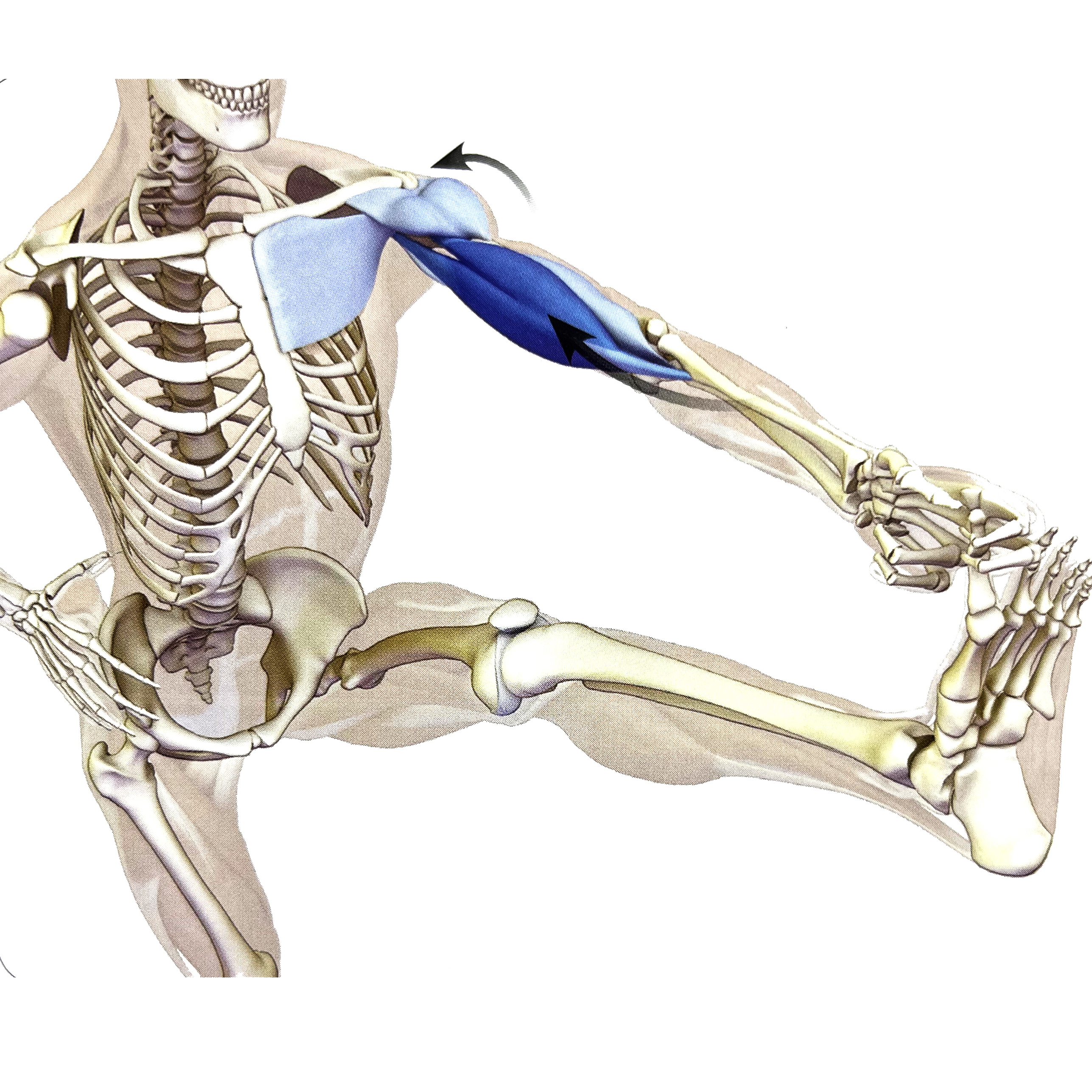 瑜伽站立蜻蜓式正确做法,瑜伽站立手抓脚趾式