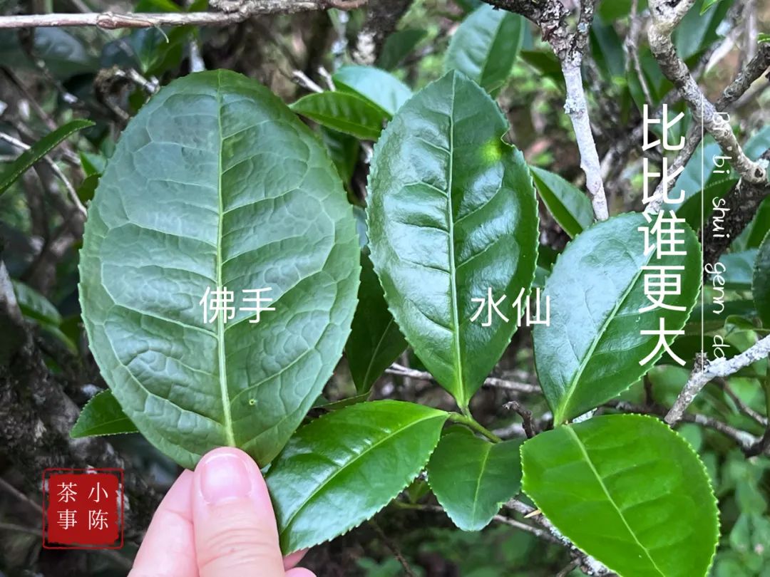 邂逅佛手茶园之后，开始遥想雪梨汤，轻盈若纱，又清新甘甜