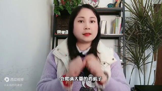 鸡长虱子怎么处理,鸡身上有虫虱怎样消灭