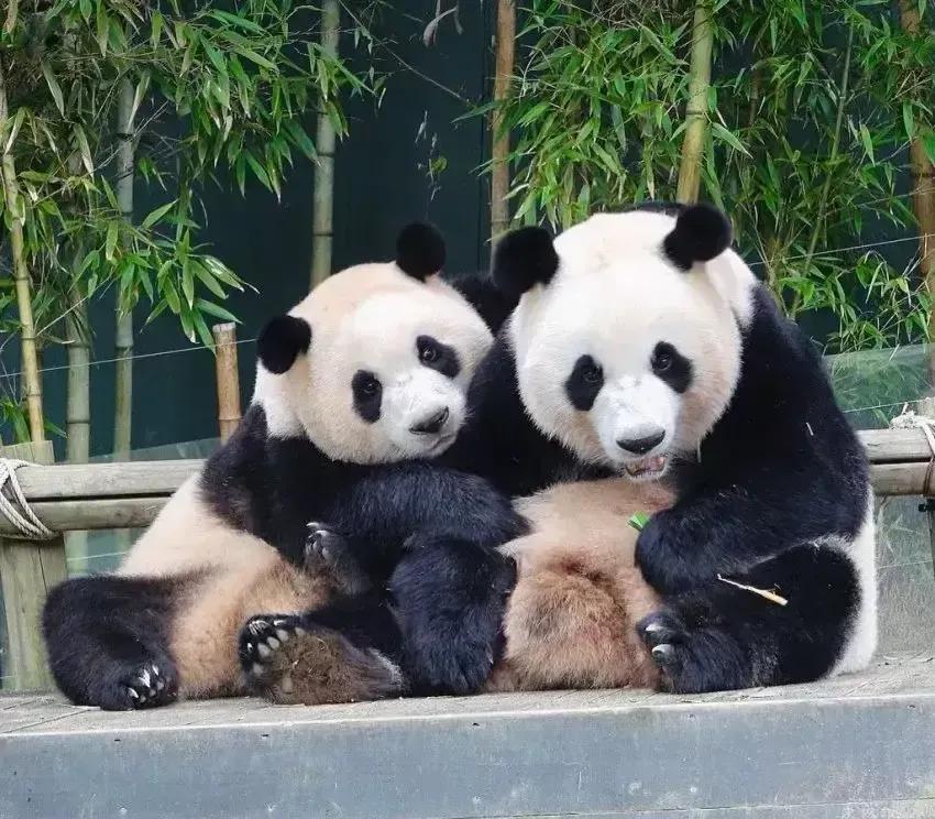 福宝是自然受孕的熊猫宝宝吗,爱宝和福宝自然受孕
