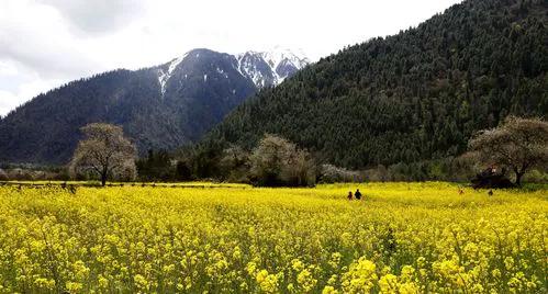 桐树果文章介绍,桐树果文章