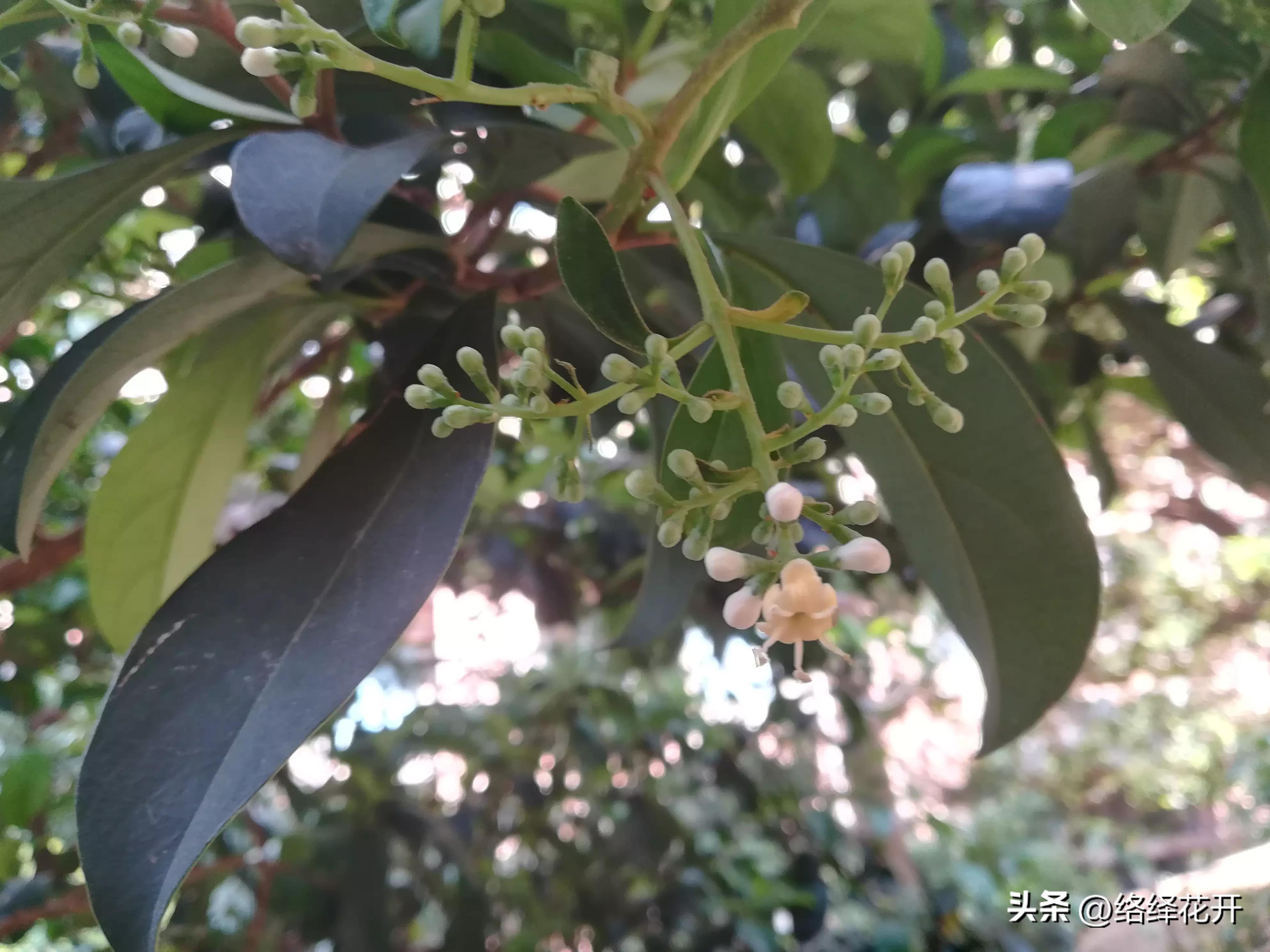 珊瑚树,珊瑚树图片