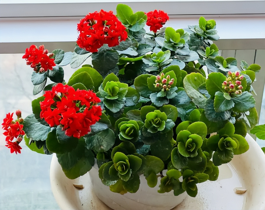 这8种花最旺家只需养一盆,什么花好看18种花又好养