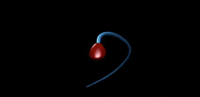 发现精子的科学家,科学家精子运动违背牛顿第三定律