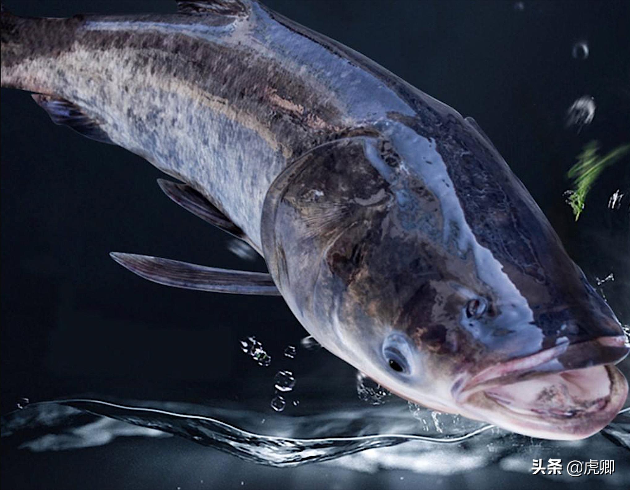 天价鱼是怎么曝光的,天价鱼野生