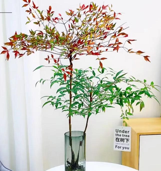 现代风好养的绿植搭配,好养简约风家里绿植