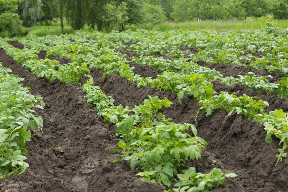 土豆怎么种植高产最好,土豆种植技术和培土方法