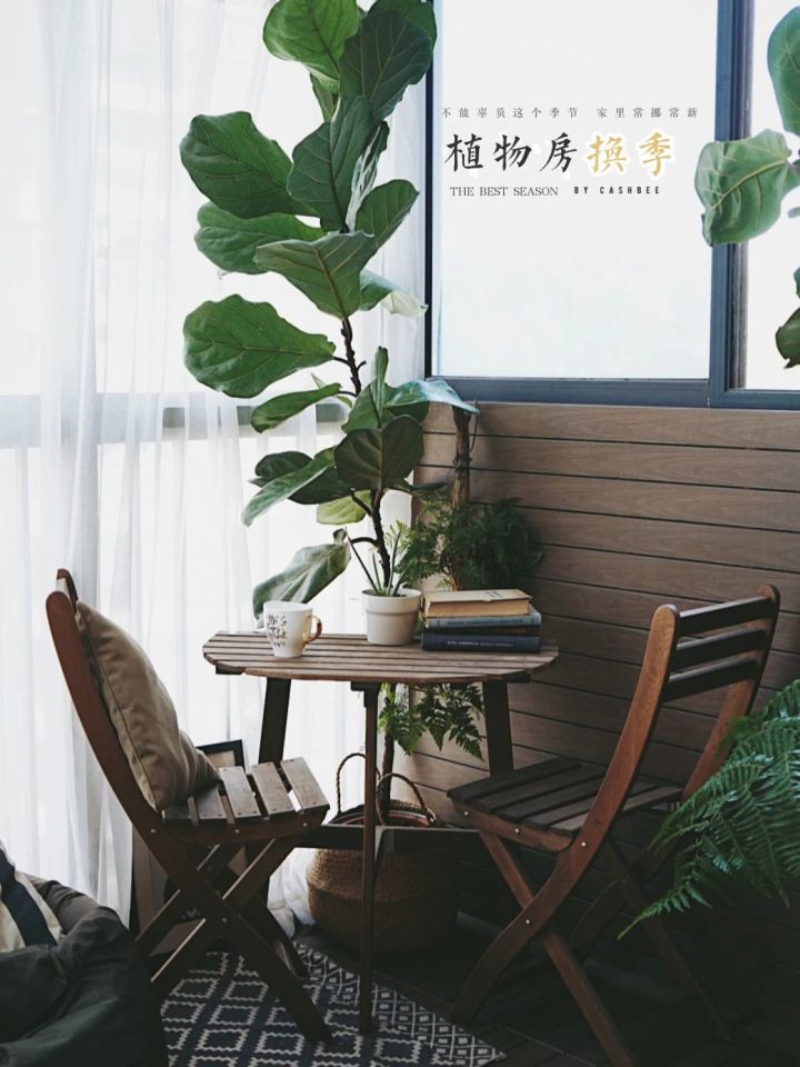 手残党也能养活的10种绿植,十种大家都在养易存活绿植