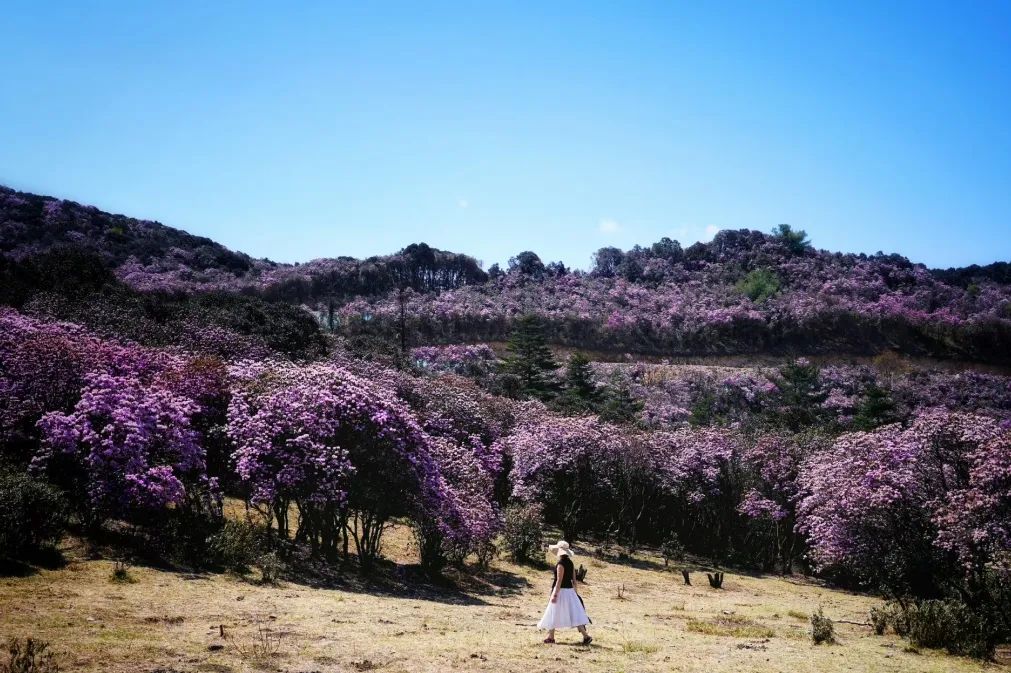 德昌有什么好耍的地方,德昌有啥好玩的地方推荐一下