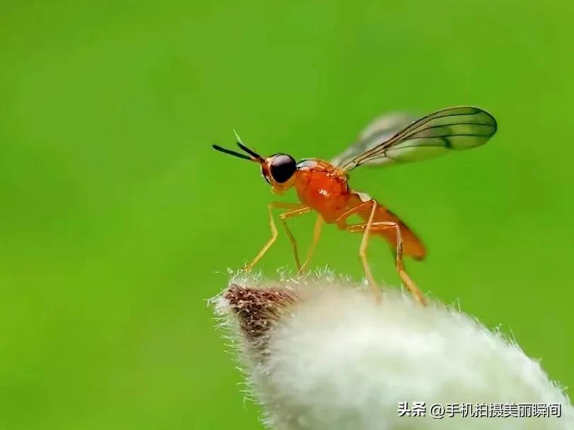 什么手机拍摄视频效果好,手机怎么拍摄视频更好看