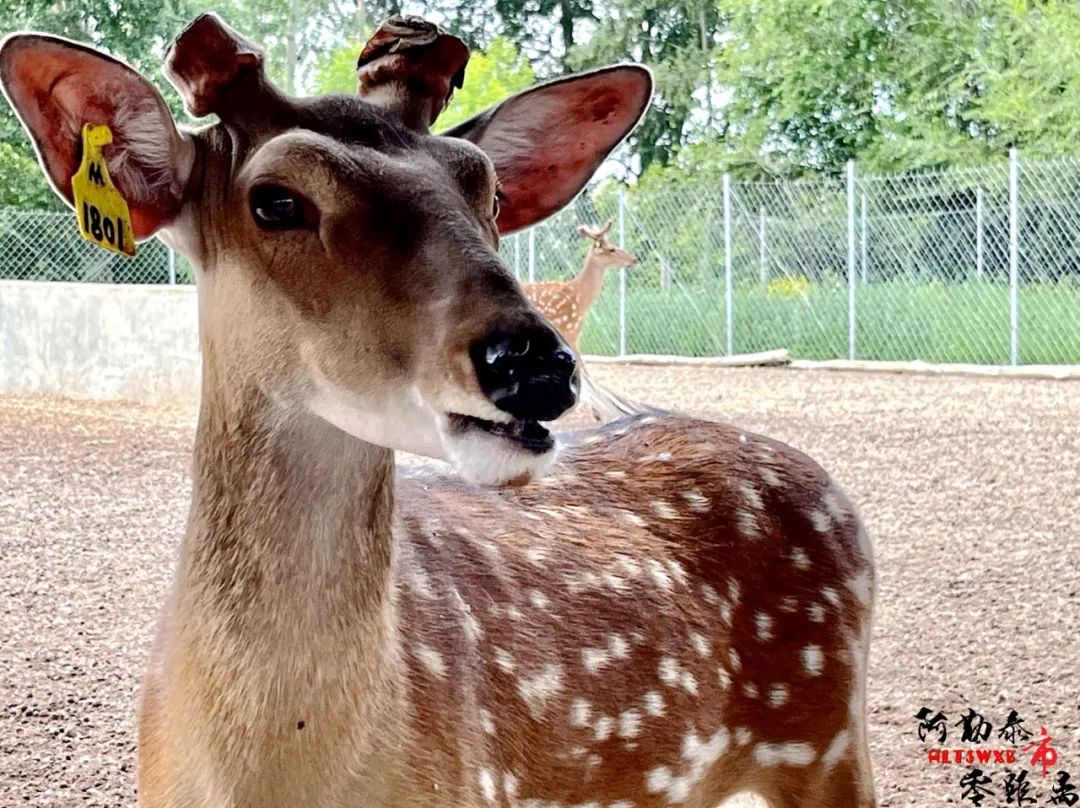 养殖梅花鹿乡村振兴政策,特色乡村养殖致富项目