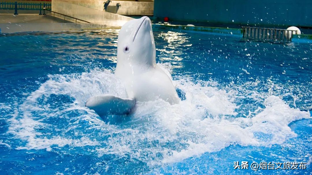 玩转蓬莱烟台威海,玩转青岛威海蓬莱攻略