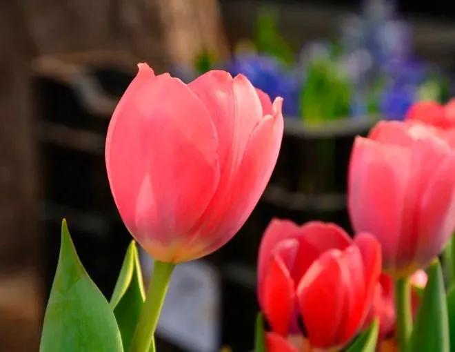 家庭和睦夫妻同心就是最好的风水,家庭和睦夫妻同心才是上等风水