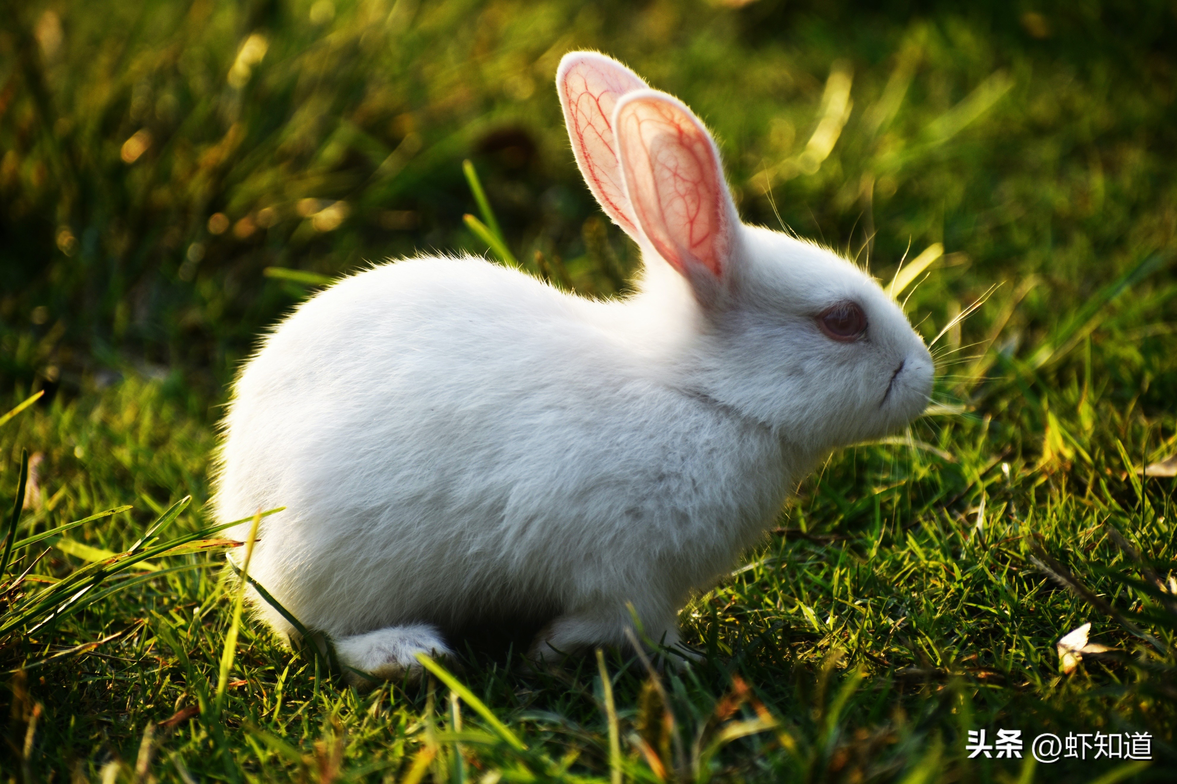 兔年怎么能少了兔子,兔年为什么叫卯兔