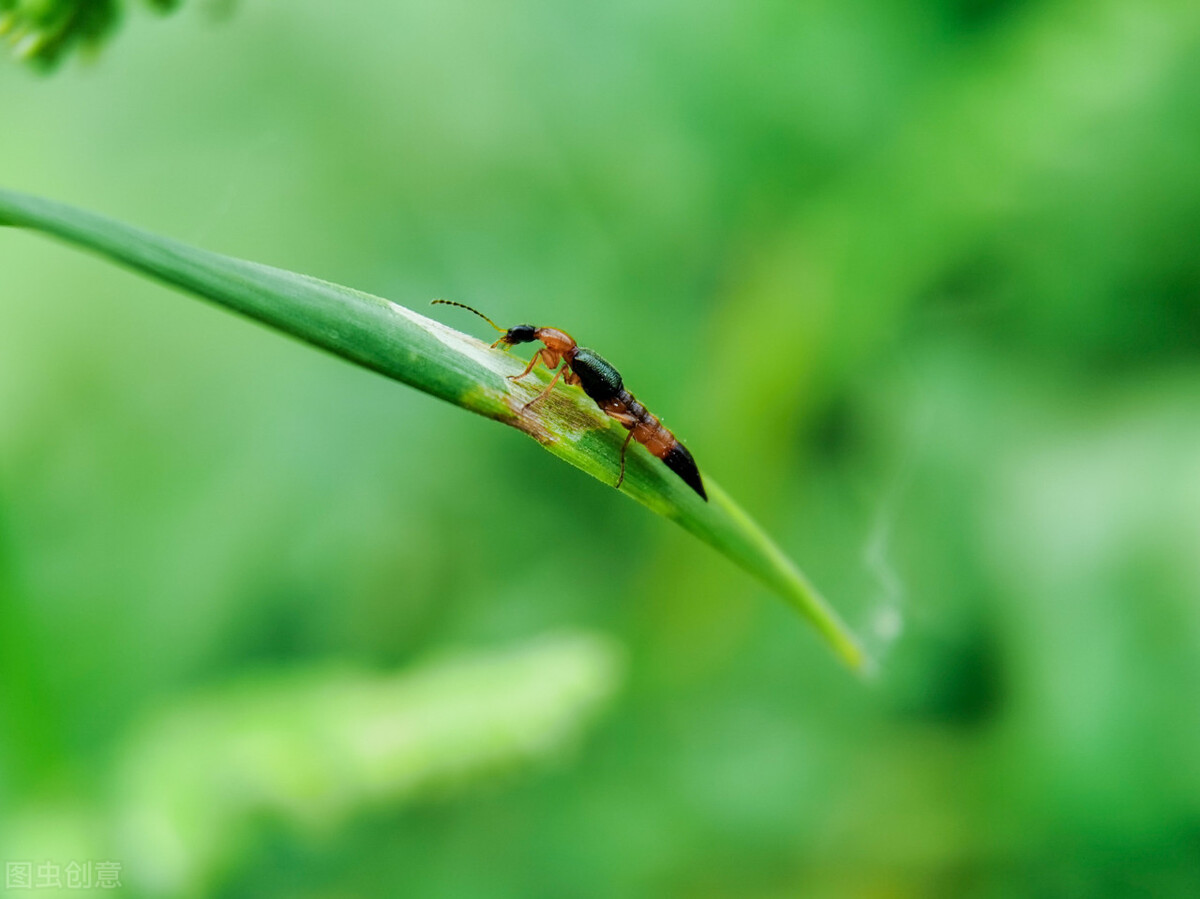 隐翅虫导致皮肤腐烂,隐翅虫腐烂在皮肤上怎么办